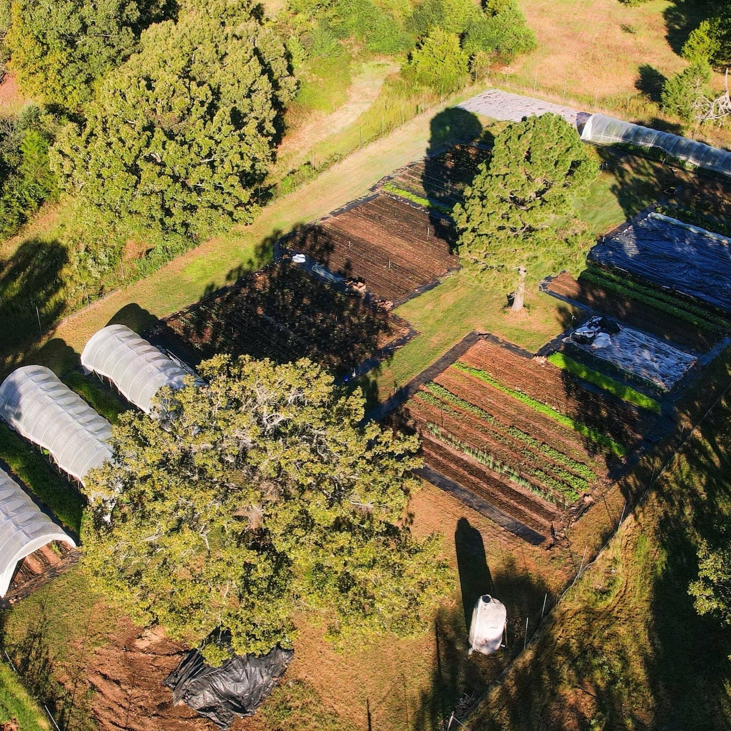 Firelight Farm Summer CSA Share (July 15 – September 8)