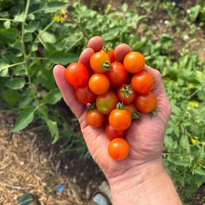 Firelight Farm Summer CSA Share (July 15 – September 8)
